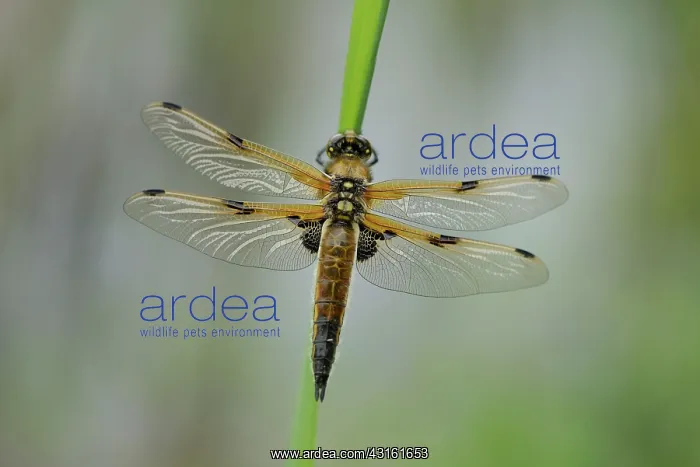: Four-spotted chaser (Libellula quadrimaculata) : Four-spotted chaser (Libellula quadrimaculata)