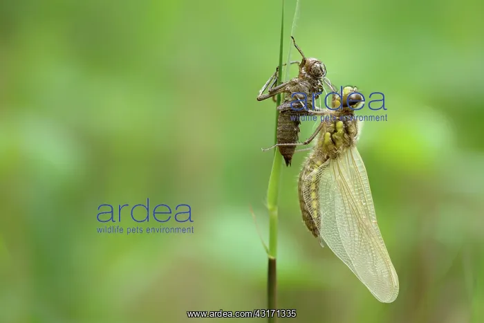 : Four-spotted Chaser (Libellula quadrimaculata) : Four-spotted Chaser (Libellula quadrimaculata)