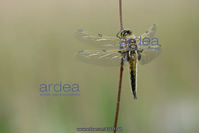 : Four-spotted Chaser (Libellula quadrimaculata) : Four-spotted Chaser (Libellula quadrimaculata)