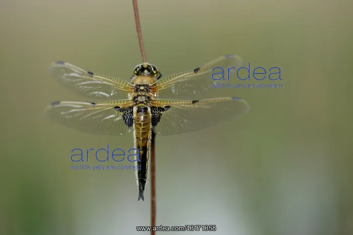 : Four-spotted Chaser (Libellula quadrimaculata) : Four-spotted Chaser (Libellula quadrimaculata)
