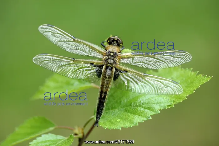 : Four-spotted Chaser (Libellula quadrimaculata) : Four-spotted Chaser (Libellula quadrimaculata)