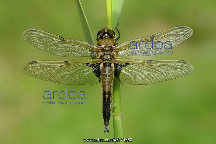 : Four-spotted Chaser (Libellula quadrimaculata) : Four-spotted Chaser (Libellula quadrimaculata)