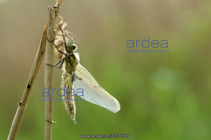 : Four-spotted Chaser (Libellula quadrimaculata) : Four-spotted Chaser (Libellula quadrimaculata)