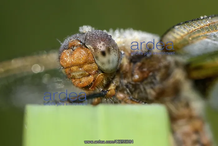 : Four-spotted chaser (Libellula quadrimaculata) : Four-spotted chaser (Libellula quadrimaculata)