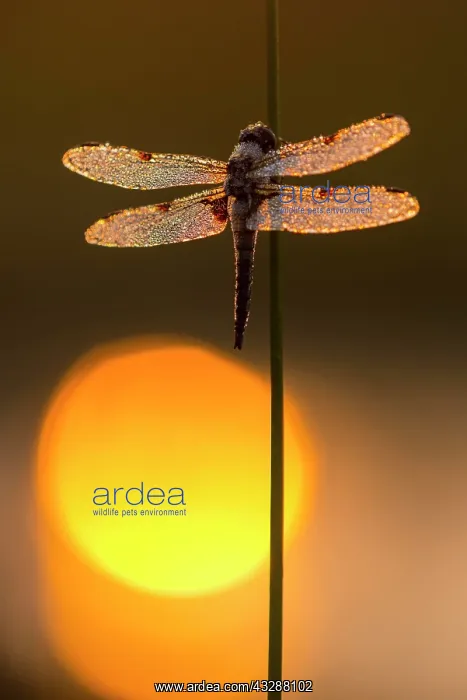 : Four-spotted chaser (Libellula quadrimaculata) on : Four-spotted chaser (Libellula quadrimaculata) on