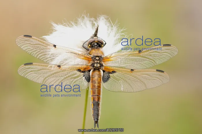 : Four-spotted chaser (Libellula quadrimaculata) : Four-spotted chaser (Libellula quadrimaculata)