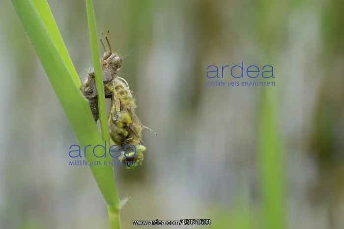 : Four-spotted chaser (Libellula quadrimaculata) : Four-spotted chaser (Libellula quadrimaculata)
