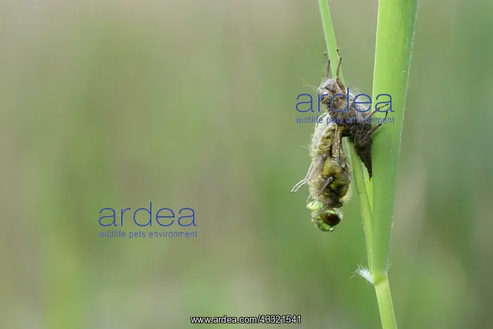 : Four-spotted chaser (Libellula quadrimaculata) : Four-spotted chaser (Libellula quadrimaculata)