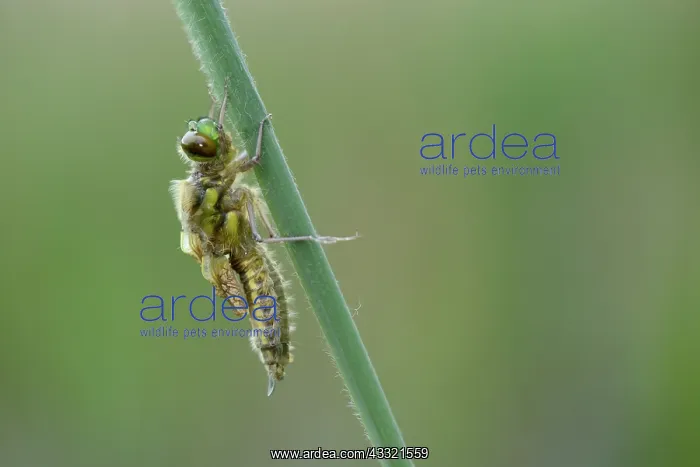 : Four-spotted chaser (Libellula quadrimaculata) : Four-spotted chaser (Libellula quadrimaculata)