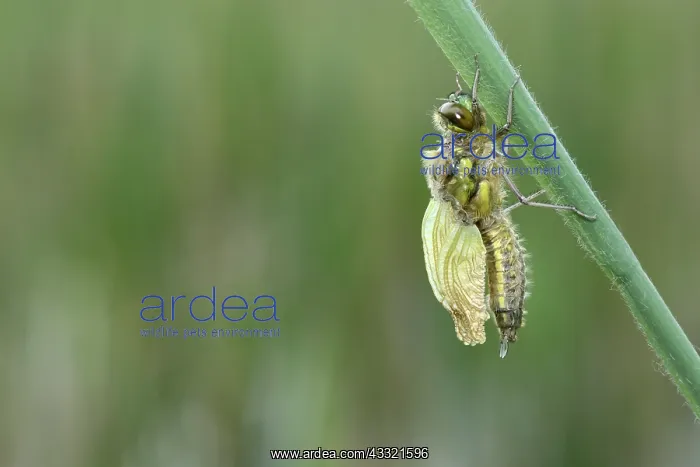 : Four-spotted chaser (Libellula quadrimaculata) : Four-spotted chaser (Libellula quadrimaculata)