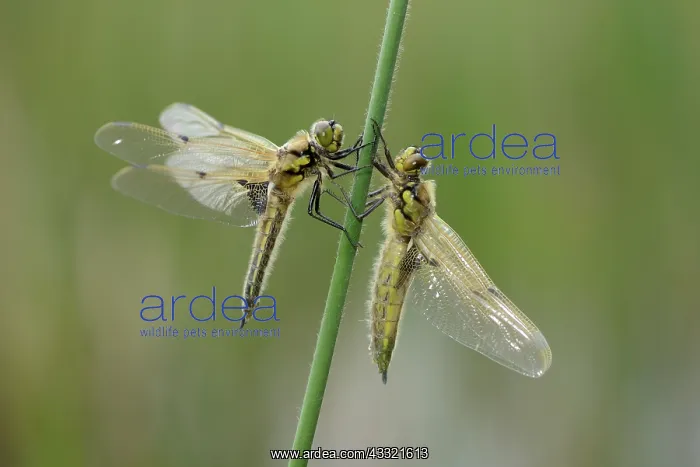 : Four-spotted chaser (Libellula quadrimaculata) : Four-spotted chaser (Libellula quadrimaculata)