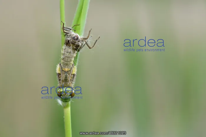 : Four-spotted chaser (Libellula quadrimaculata) : Four-spotted chaser (Libellula quadrimaculata)