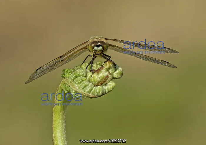 : Four-spotted Chaser - male resting on Bracken - May : Four-spotted Chaser - male resting on Bracken - May