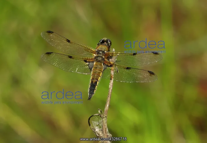 : Four-spotted Chaser - male resting on plant stem : Four-spotted Chaser - male resting on plant stem