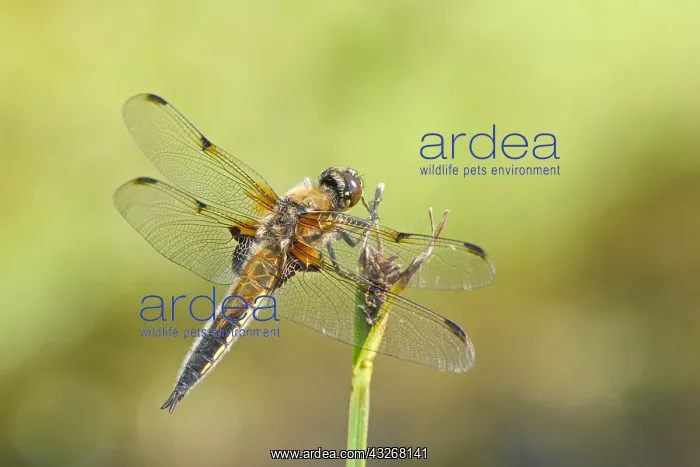 : Four-spotted Chaser - Norfolk UK : Four-spotted Chaser - Norfolk UK