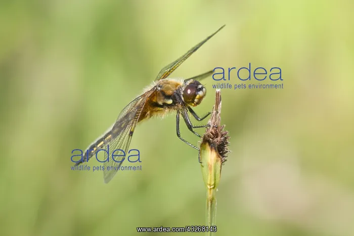 : Four-spotted Chaser - Norfolk UK : Four-spotted Chaser - Norfolk UK