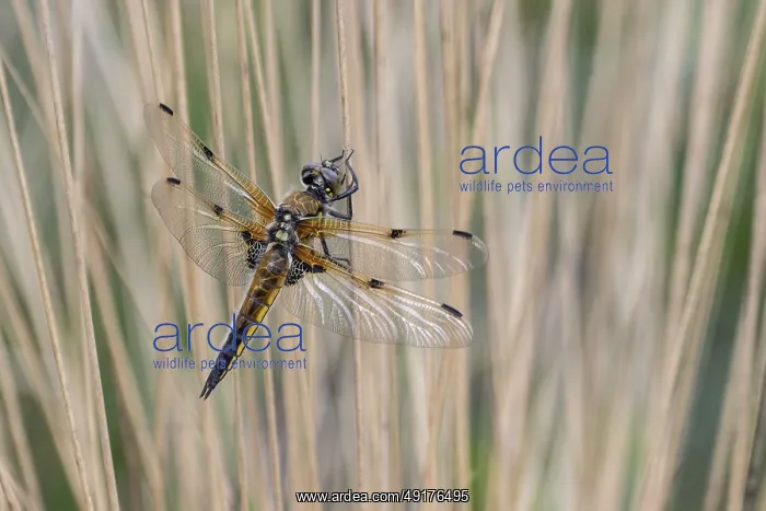 : Four-spotted dragonfly (Libellula quadrimaculata) : Four-spotted dragonfly (Libellula quadrimaculata)