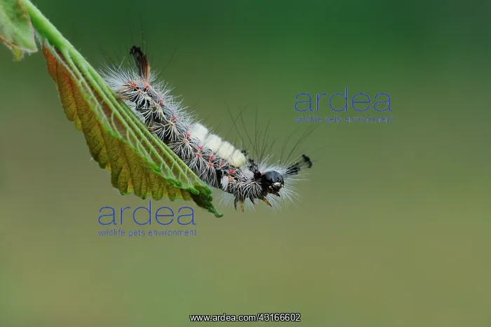 : Four-spotted Footman : Four-spotted Footman