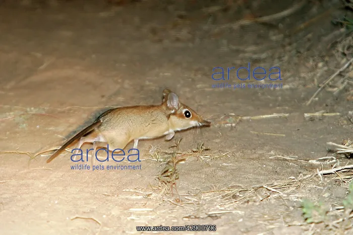 : Four-toed Elephant Shrew : Four-toed Elephant Shrew