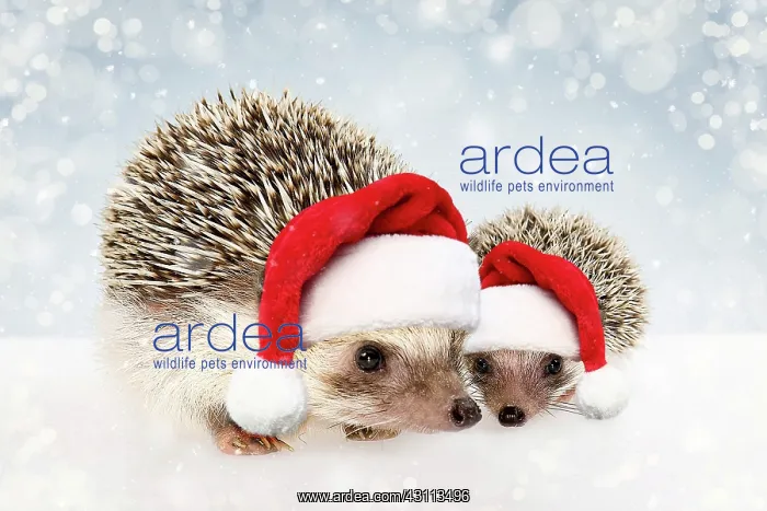 : Four-toed Hedgehog or African Pygmy Hedgehog (Atelerix : Four-toed Hedgehog or African Pygmy Hedgehog (Atelerix