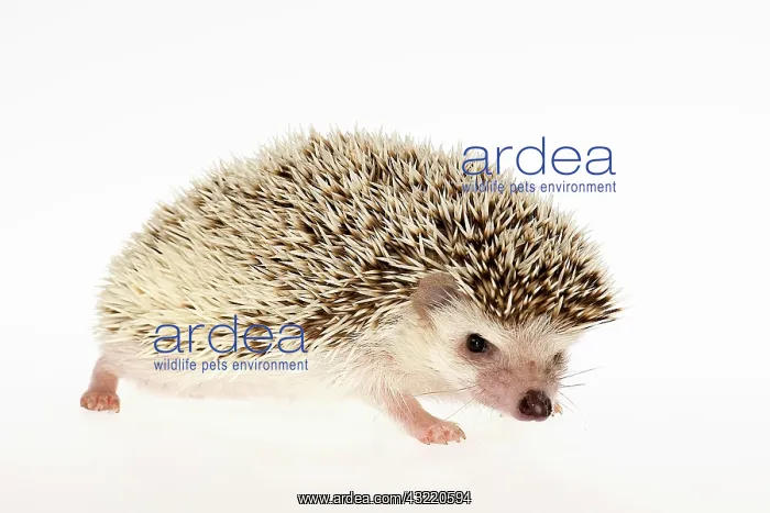 : Four-toed Hedgehog or African Pygmy Hedgehog (Atelerix : Four-toed Hedgehog or African Pygmy Hedgehog (Atelerix