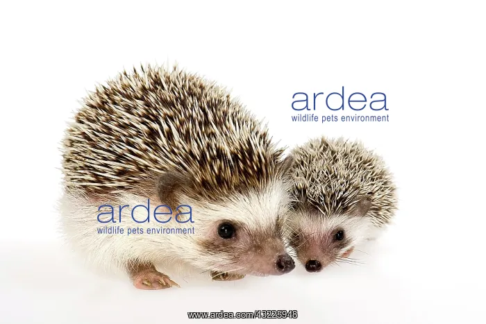: Four-toed Hedgehog or African Pygmy Hedgehog (Atelerix : Four-toed Hedgehog or African Pygmy Hedgehog (Atelerix