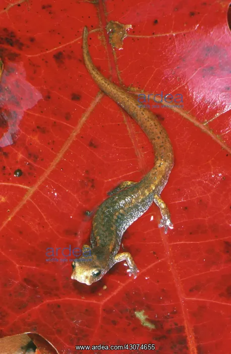 : Four-toed Salamander : Four-toed Salamander