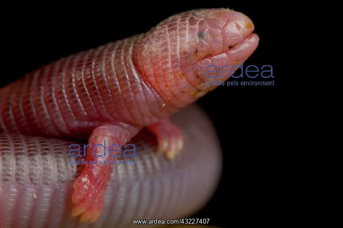: Four-toed Worm Lizard (Bipes canaliculatus) : Four-toed Worm Lizard (Bipes canaliculatus)