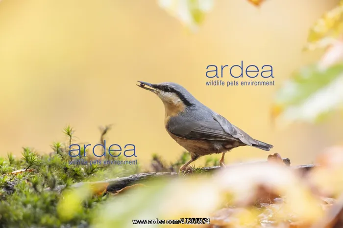 : One fouraging Nuthatch (Sitta europaea) with a : One fouraging Nuthatch (Sitta europaea) with a