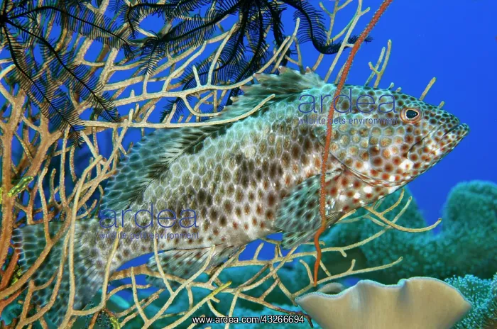: Foursaddle Grouper - Antichovy dive site, Misool : Foursaddle Grouper - Antichovy dive site, Misool