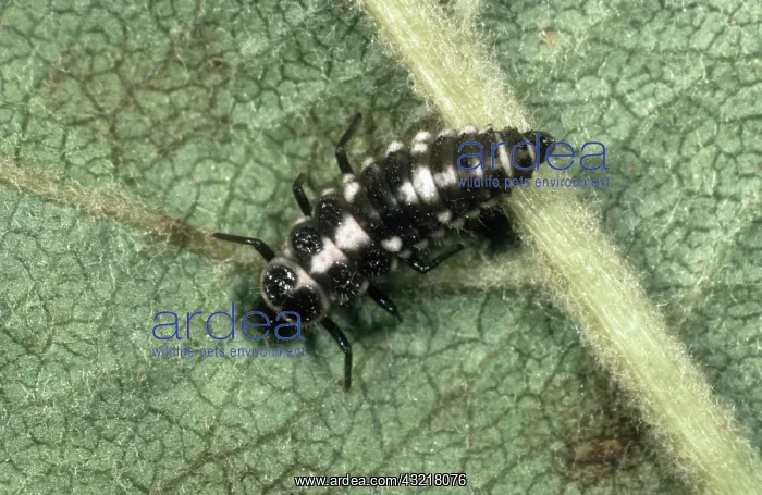: Fourteen-spot ladybird larva : Fourteen-spot ladybird larva