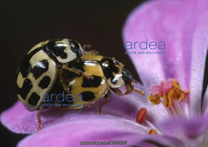 : Fourteen-spot Ladybird (Propylea quatuordecimpu : Fourteen-spot Ladybird (Propylea quatuordecimpu
