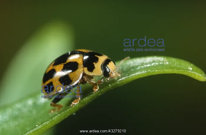 : Fourteen-spot Ladybird (Propylea quatuordecimpu : Fourteen-spot Ladybird (Propylea quatuordecimpu
