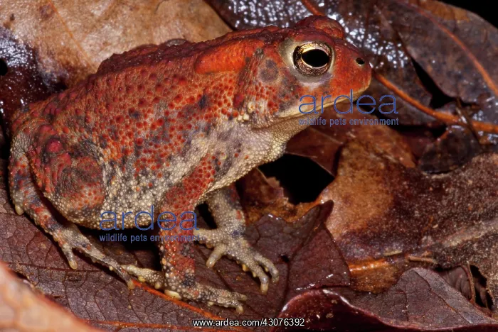: Fowler's Toad : Fowler's Toad