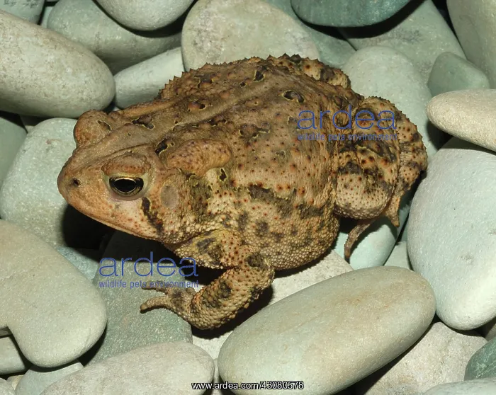  : Fowler's Toad