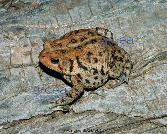 : Fowler's Toad : Fowler's Toad