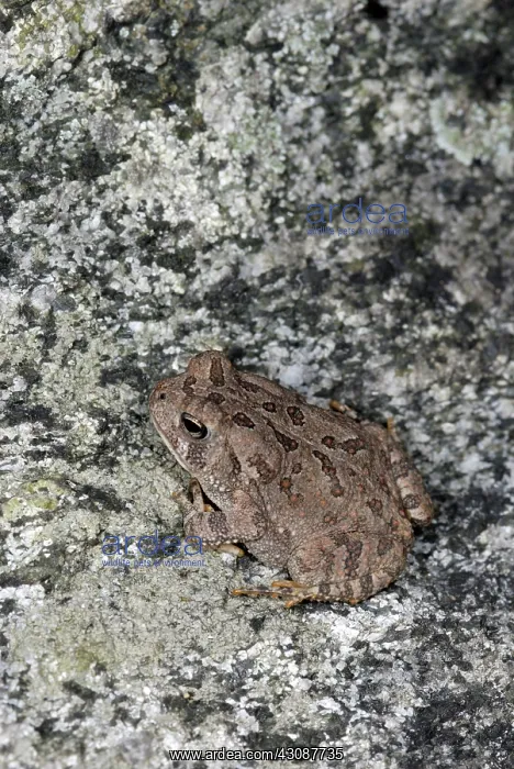 : Fowler's toad, Bufo fowleri : Fowler's toad, Bufo fowleri