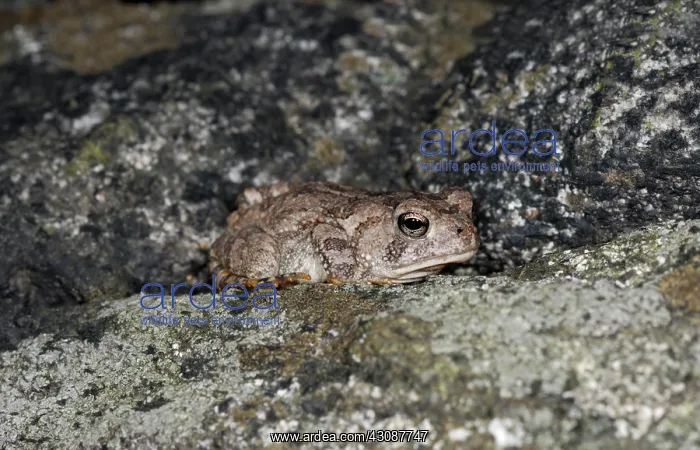 : Fowler's toad, Bufo fowleri : Fowler's toad, Bufo fowleri