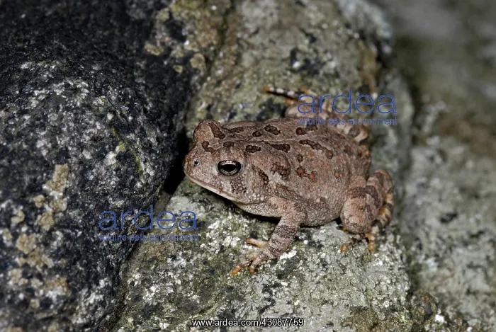 : Fowler's toad, Bufo fowleri : Fowler's toad, Bufo fowleri