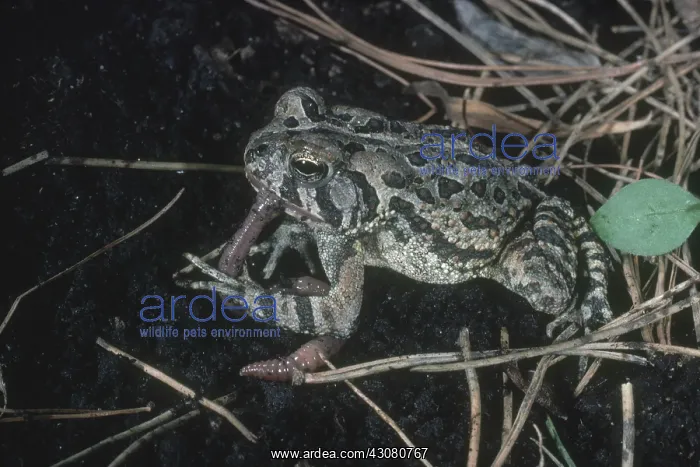 : Fowler's Toad Eating Worm : Fowler's Toad Eating Worm