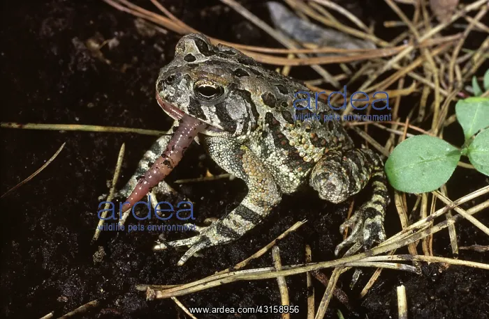 : Fowler's Toad eats Earthworm : Fowler's Toad eats Earthworm