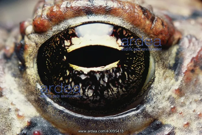 : Fowler's Toad's eye : Fowler's Toad's eye