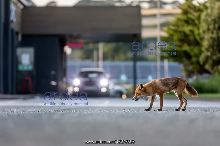 : Fox - in Car Park - UK : Fox - in Car Park - UK