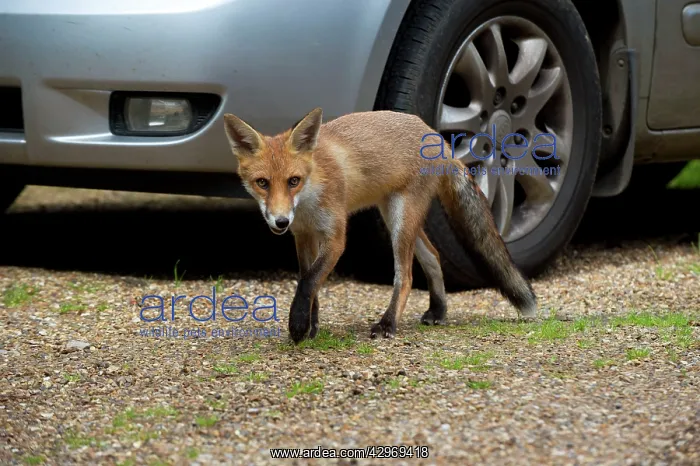 : FOX - cub investigating car (18 weeks) : FOX - cub investigating car (18 weeks)
