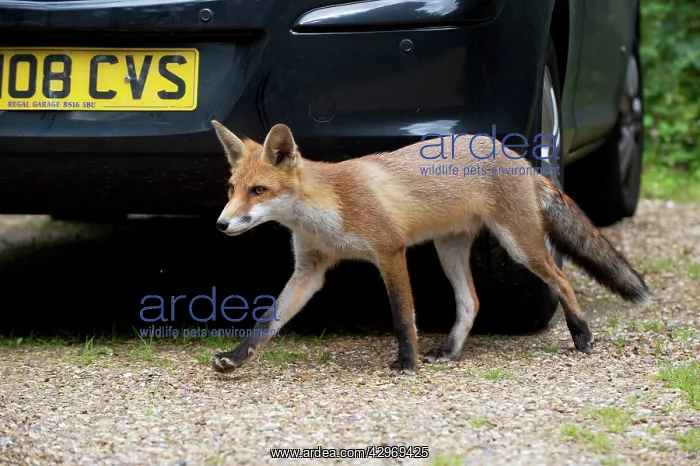 : FOX - cub investigating car (18 weeks) : FOX - cub investigating car (18 weeks)