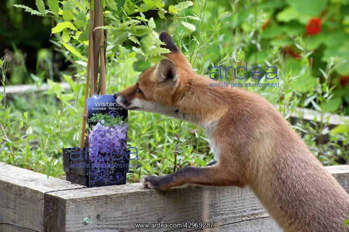: FOX - cub investigating flower beds (18 weeks) : FOX - cub investigating flower beds (18 weeks)