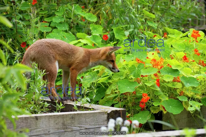 : FOX - cub investigating flower beds (18 weeks) : FOX - cub investigating flower beds (18 weeks)