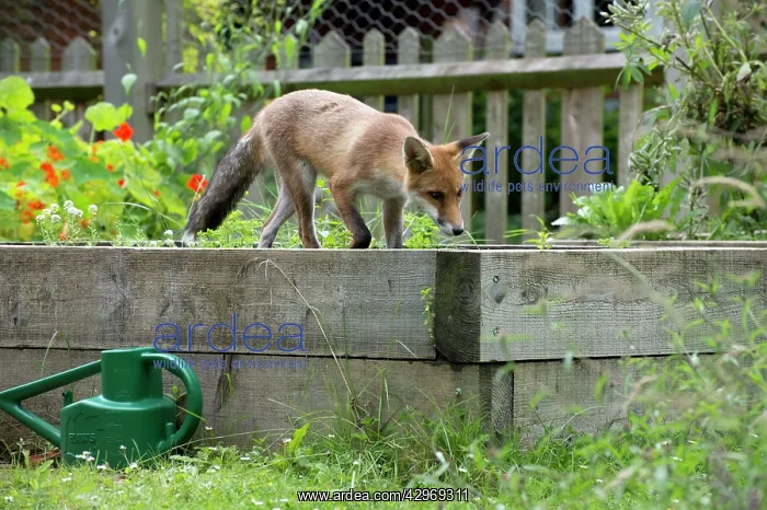 : FOX - cub investigating flower beds (18 weeks) : FOX - cub investigating flower beds (18 weeks)