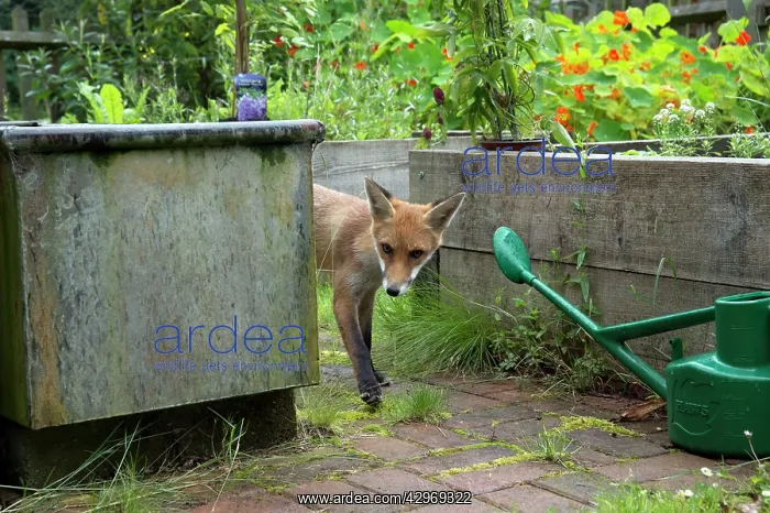 : FOX - cub investigating flower beds (18 weeks) : FOX - cub investigating flower beds (18 weeks)