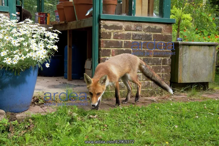 : FOX - cub investigating garden (18 weeks) : FOX - cub investigating garden (18 weeks)